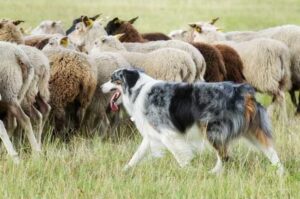 Собака бордер колли пасет овец