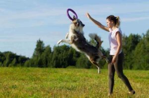 Воспитание собаки бордер колли