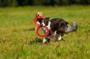 Бордер колли играет на траве