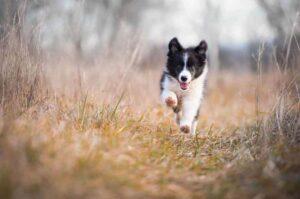 Бегущий щенок бордер колли