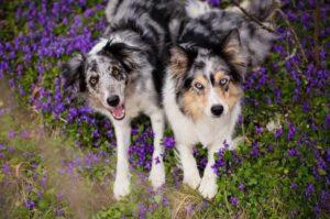 Красивое фото собак бордер колли