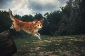 Рыжий бордер колли прыгает с бревна