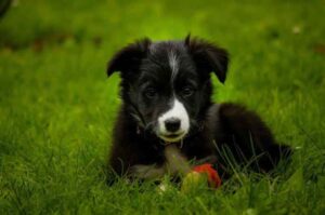 Милый щенок бордер колли