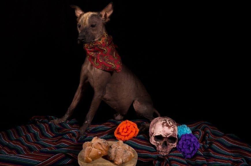 Лысая мексиканская собака ксолоитцкуинтли