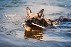 Немецкая овчарка плывет в реке Немецкая овчарка в реке