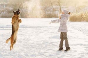 Немецкая овчарка играет с девочкой Немецкая овчарка с девочкой