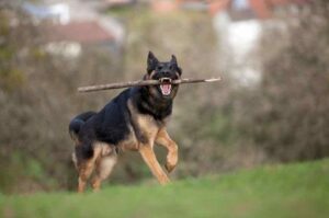 Немецкая овчарка: дрессировка Немецкая овчарка: воспитание