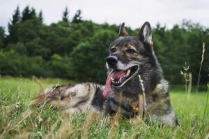 Собака немецкая овчарка Порода немецкая овчарка