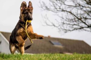 Щенок немецкой овчарки Щенок немецкой овчарки играет на лужайке