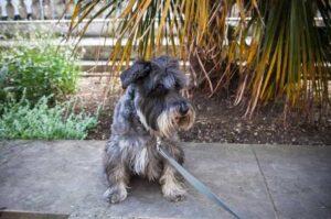 Собака цвергшнауцер Пёс породы цвергшнауцер