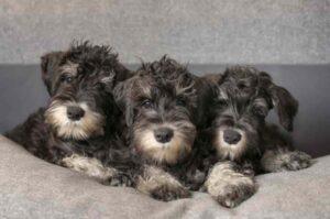 Три милых щенка цвергшнауцера Щенки породы цвергшнауцер