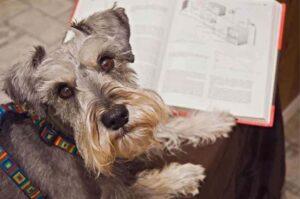 Интеллектуальный цвергшнауцер Какой у цвергшнауцера интеллект?