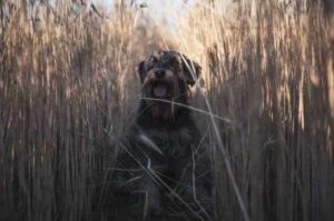 Цвергшнауцер: фото Цвергшнауцер