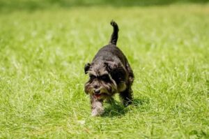 Цвергшнауцер играет на лужайке Собака цвергшнауцер играет на лужайке