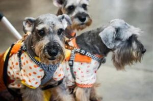 Щенки цвергшнауцера Щенки породы цвергшнауцер