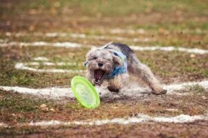 Как дрессировать цвергшнауцера в домашних условиях Как дрессировать цвергшнауцера
