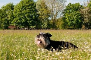 Порода собак цвергшнауцер Порода цвергшнауцер