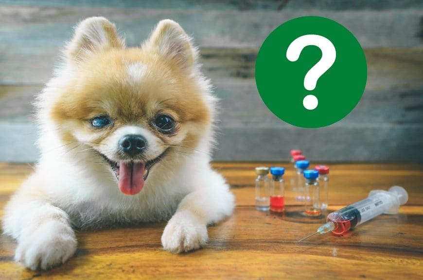 В каком возрасте делают прививки щенкам?