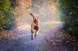 Бегущая венгерская выжла Бегущая собака венгерская выжла