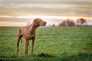 Венгерская легавая Венгерская легавая собака