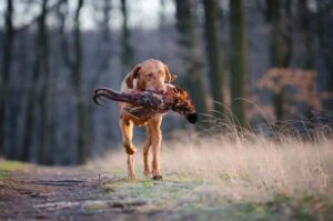 Венгерская выжла с добычей Венгерская выжла несет добычу