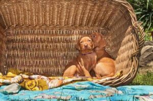 Щенки венгерской выжлы в корзинке Два милых щенка венгерской выжлы