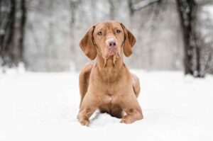 Венгерская выжла зимой Венгерская выжла на снегу