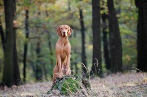 Венгерская выжла в лесу Венгерская выжа: фото в лесу