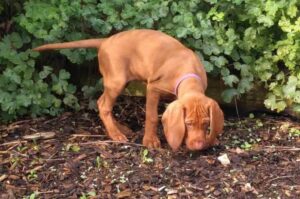 Щенок венгерской охотничьей выжлы Щенок венгерской легавой собаки