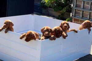 Щенки венгерской выжлы Красивые щенки венгерской выжлы