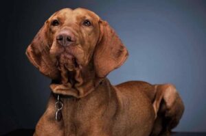 Портрет венгерской выжлы Венгерская выжла портрет