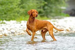 Венгерская выжла Порода собак венгерская выжла