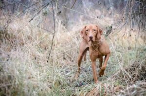 Венгерская выжла Собака венгерская выжла