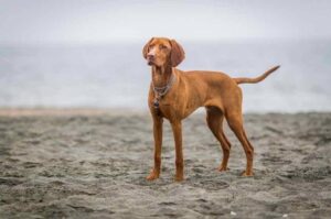 Венгерская выжла Собака венгерская выжла