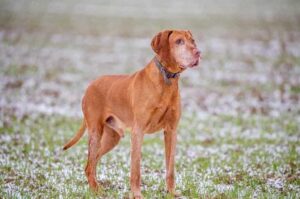 Фото венгерской выжлы Венгерская легавая собака