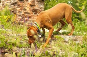 Венгерская выжла взяла след Венгерская выжла, как охотник