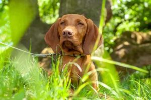 Венгерская выжла в траве Венгерская легавая в траве