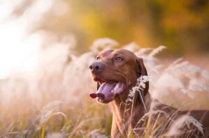 Выжла венгерская Собака венгерская выжла