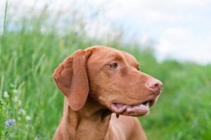 Венгерская выжла: фото Собака венгерская выжла: фото