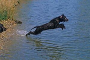 Ирландский водный спаниель прыжок в воду Ирландский водяной спаниель прыжок в воду