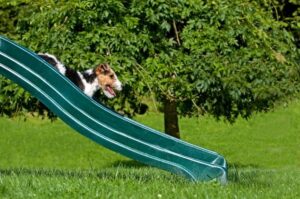 Жесткошерстный фокстерьер: щенок Жесткошерстный фокстерьер, щенок, спускается с горки