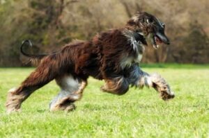 Афганская борзая играет Резвая собака породы афганская борзая
