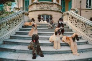 Афганские борзые Фото афганских борзых