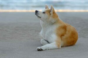 Собака акита-ину на берегу моря