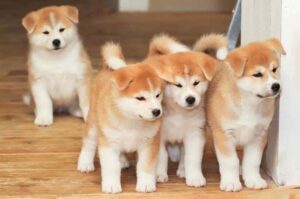 Милые щенки акита-ину