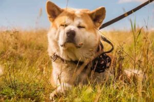 Порода акита-ину