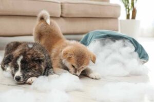 Щенки акита-ину играют