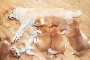 Собака акита-ину со щенками