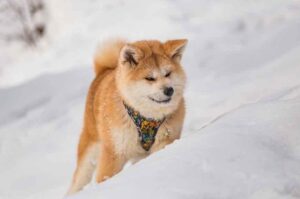 Акита-ину зимой