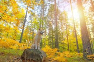 Акита-ину в лесу